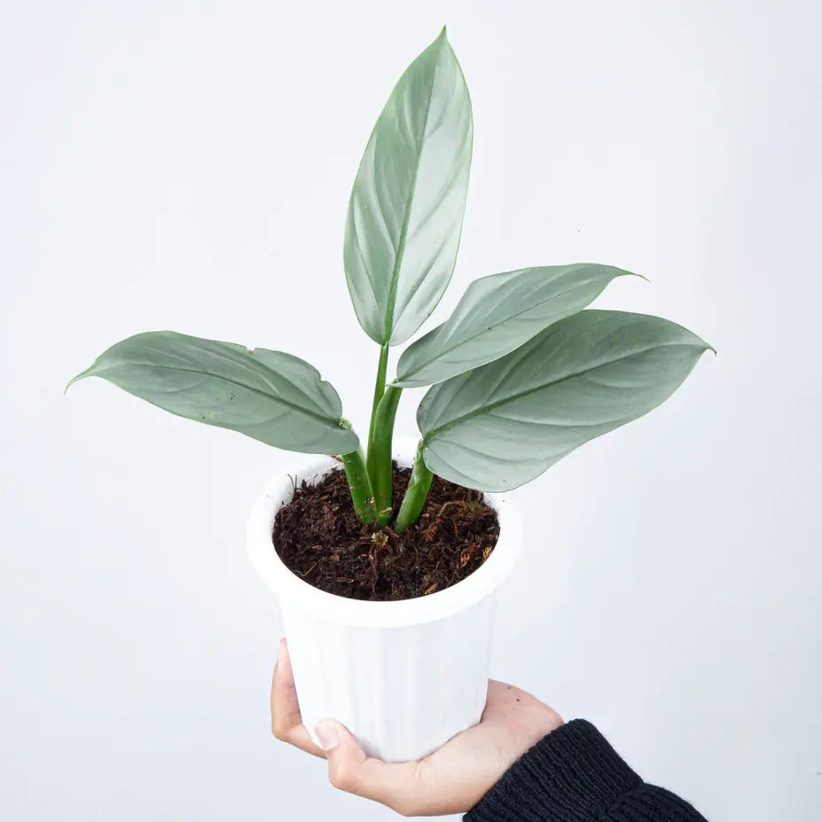 Philodendron Hastatum Silver Sword Plant