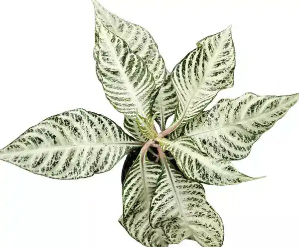Aphelandra Zebra Plant - Rare