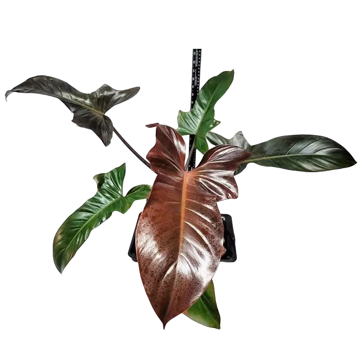 Philodendron ‘Florida Bronze’ - Rare Plant