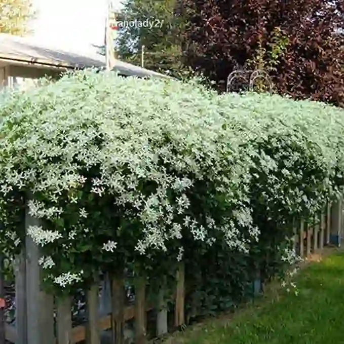 Bridal Bouquet Plant, Clematis Sweet Autumn