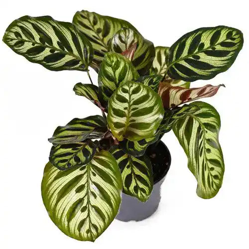 Calathea Makoyana