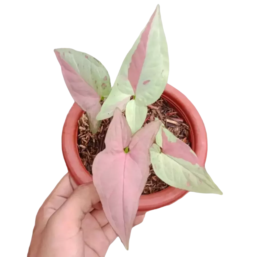 Syngonium Strawberry Milk- Rare Plant