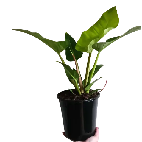 PHILODENDRON GOLDEN MELINONII