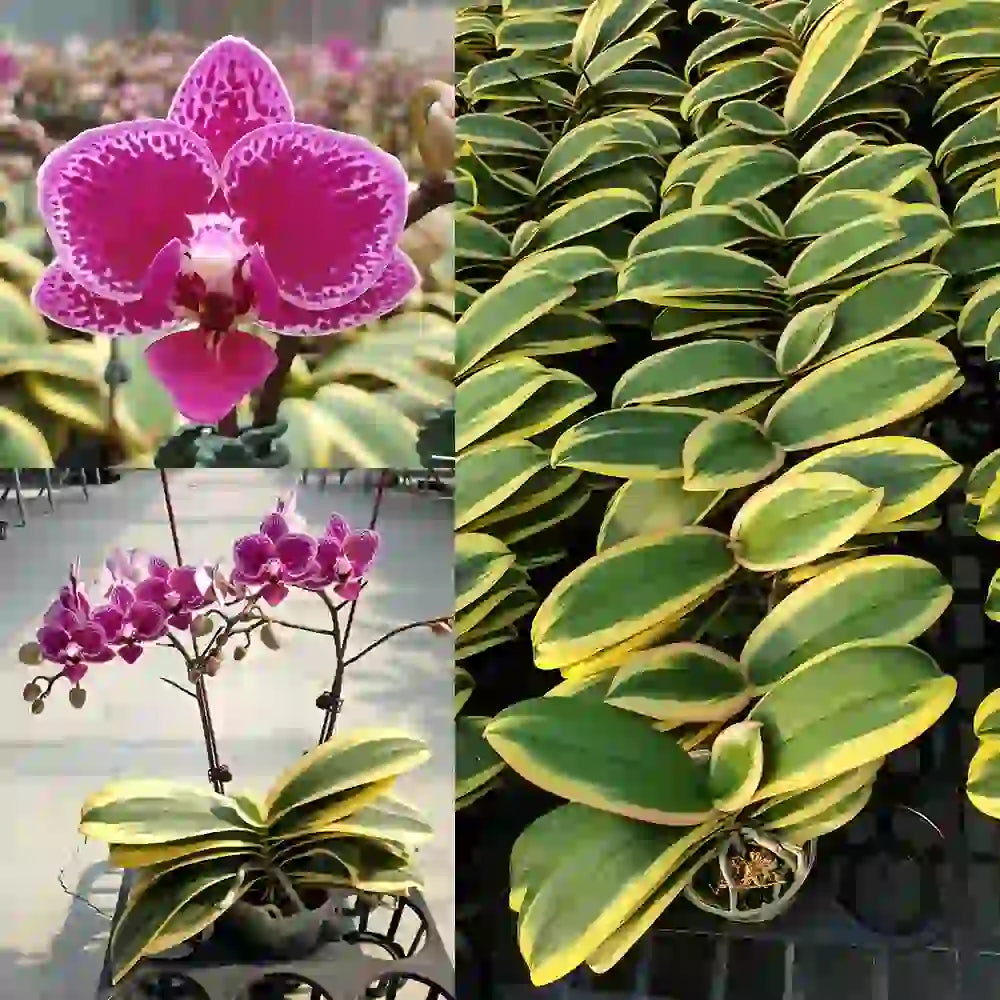 Variegated Phalaenopsis Orchid ‘Coffey’