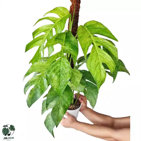 Epipremnum Pinnatum Mint - Rare