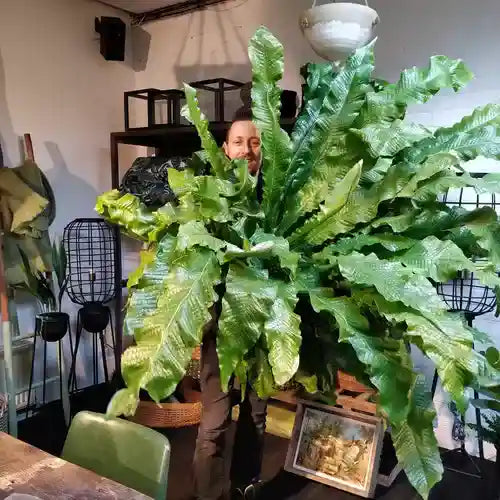 Crocodile Fern, Microsorum musifolium 'Crocodyllus'