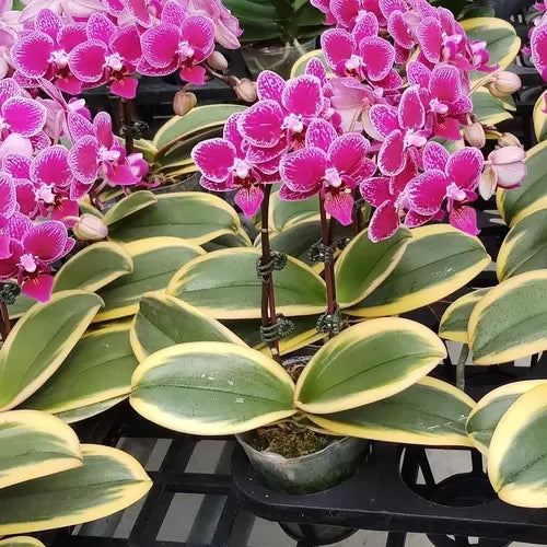 Variegated Phalaenopsis Orchid ‘Coffey’