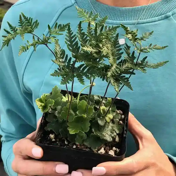 Doryopteris Cordata, Antenna Fern - Rare