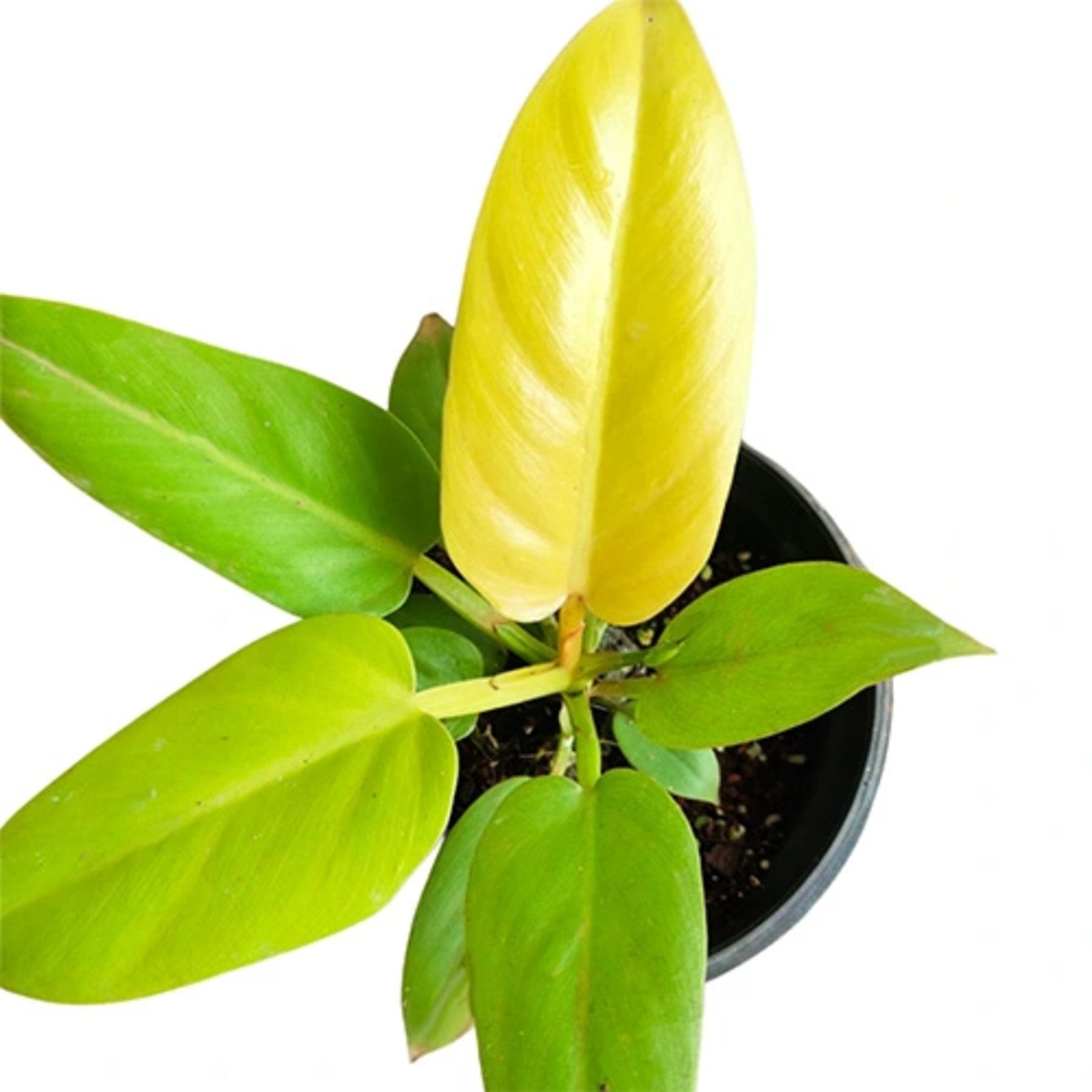 Philodendron Melinonii Gold close up leaf detail – healthy nursery plant – Foliages.in