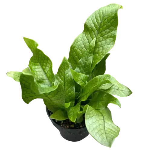 Crocodile Fern, Microsorum musifolium 'Crocodyllus'