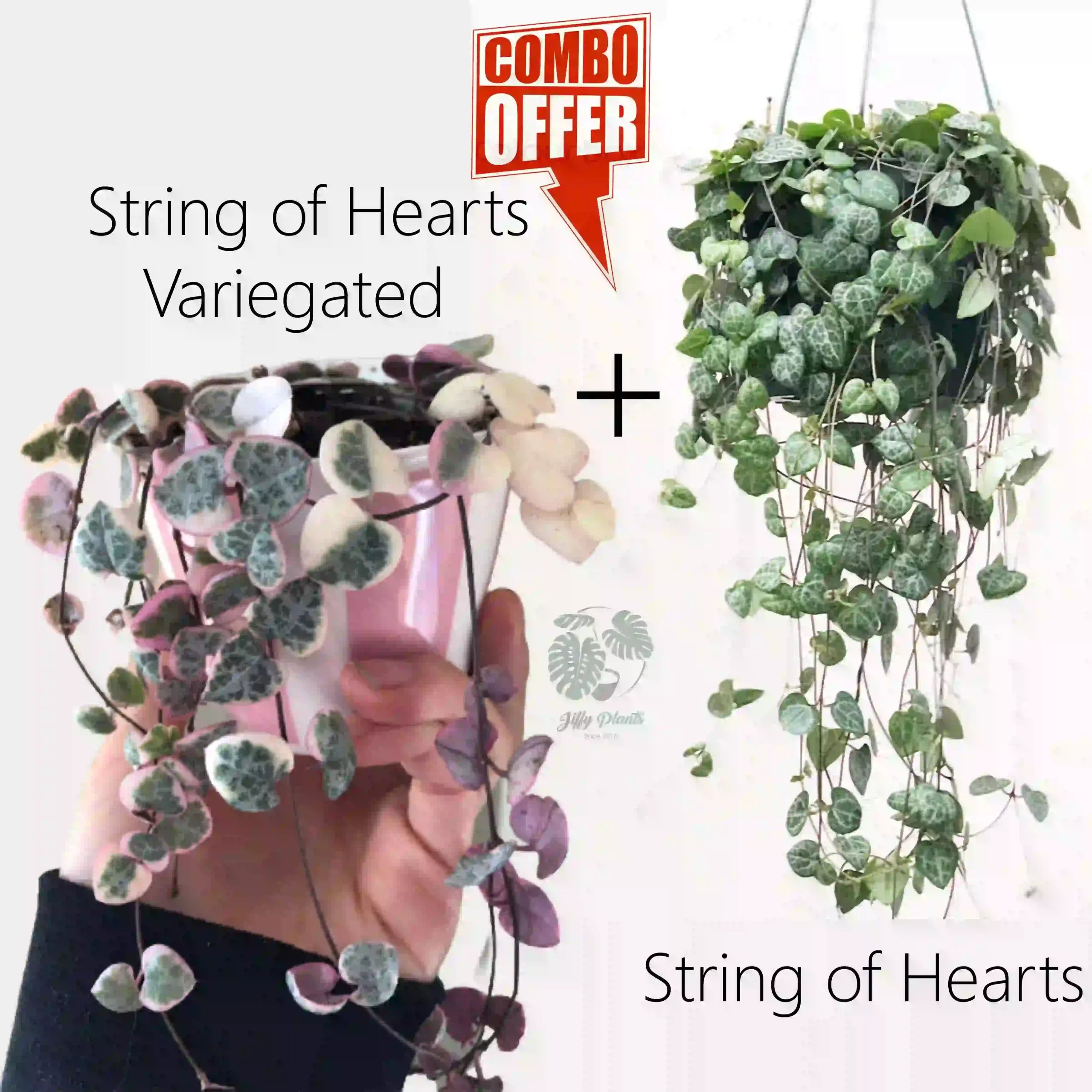 String of Hearts + String of Hearts Variegated (Combo)