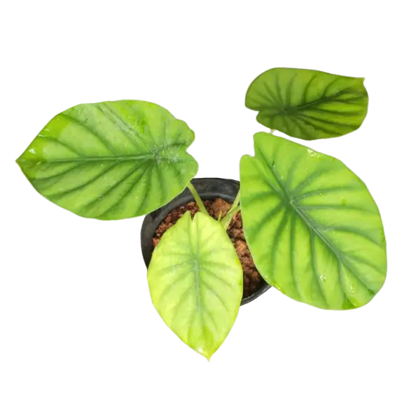 Alocasia Green shield (CLYPEOLATA )