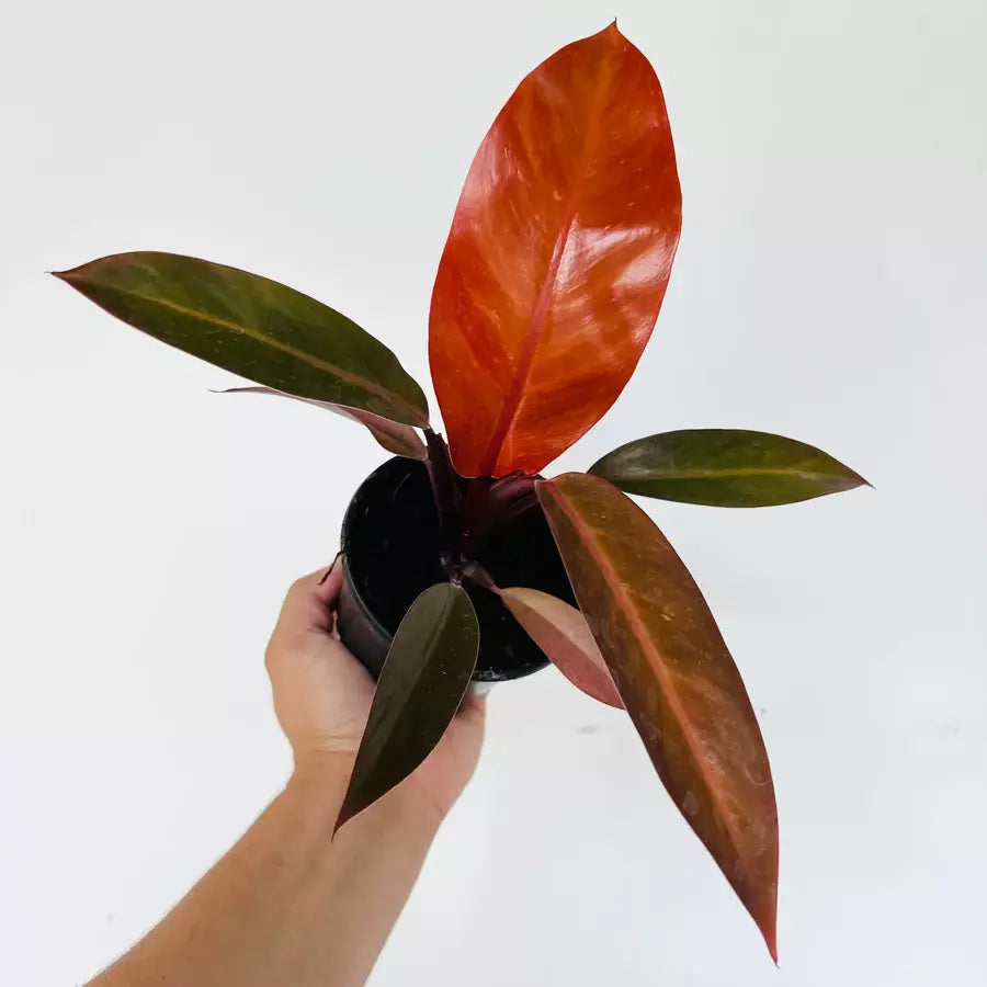 Philodendron Sun Red