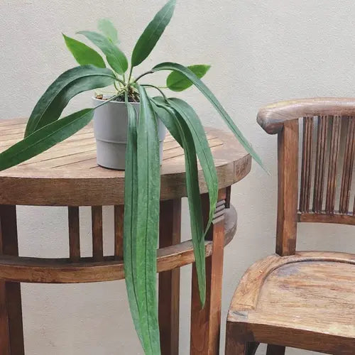 Anthurium Vittarifolium- Rare Plant