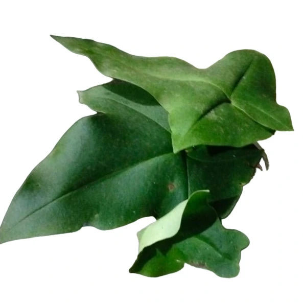 Doryopteris Ludens Fern | Duck Foot Fern - Rare