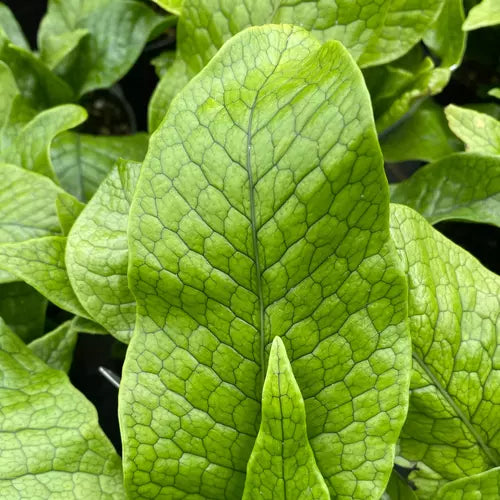 Crocodile Fern, Microsorum musifolium 'Crocodyllus'