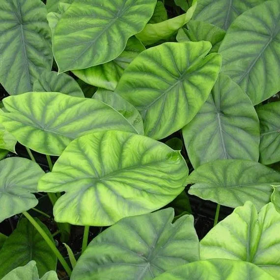 Alocasia Green shield (CLYPEOLATA )
