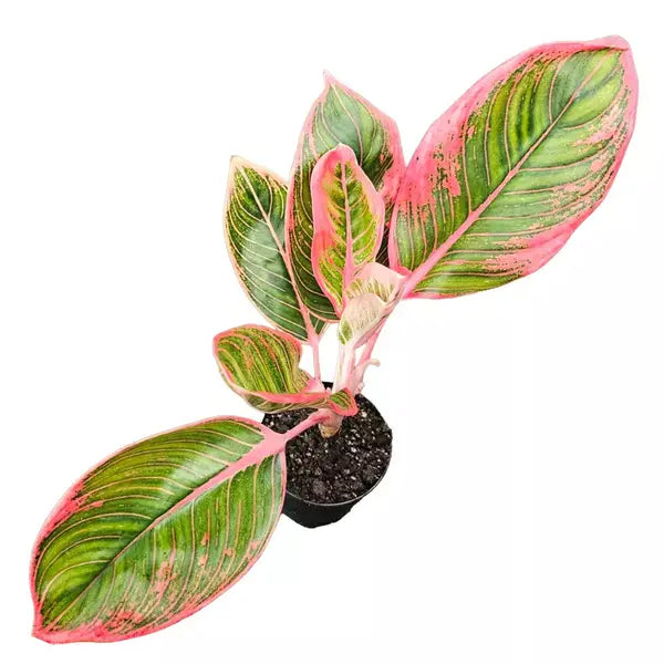 Aglaonema Kanza - Super Rare