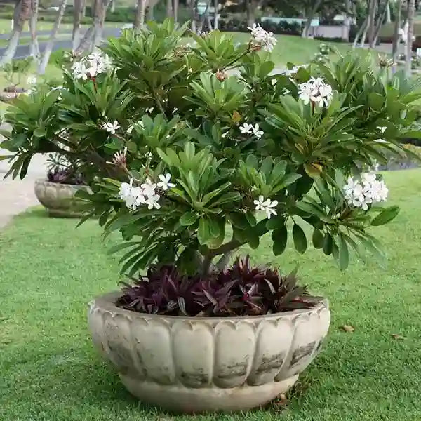 Plumeria /Champa flower plant