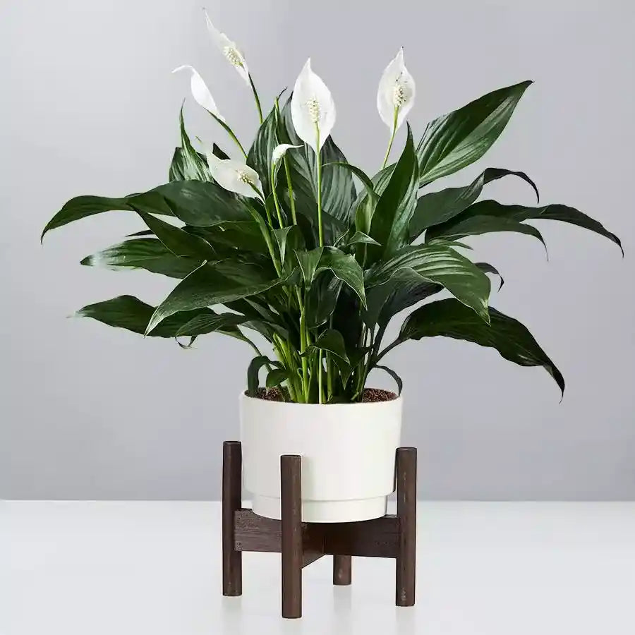 Peace Lily, Spathiphyllum Plant