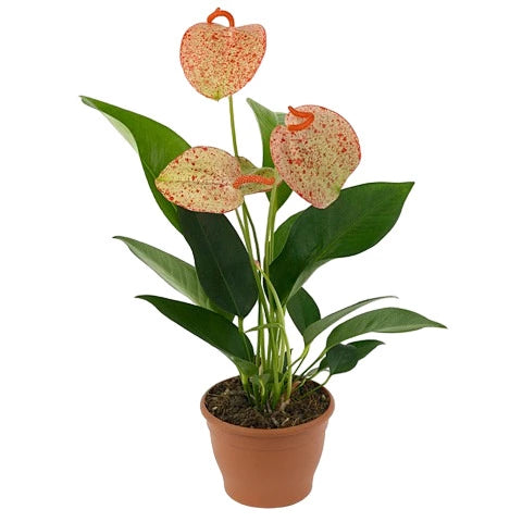 Anthurium (Scherzerianum Grp) Belladotti