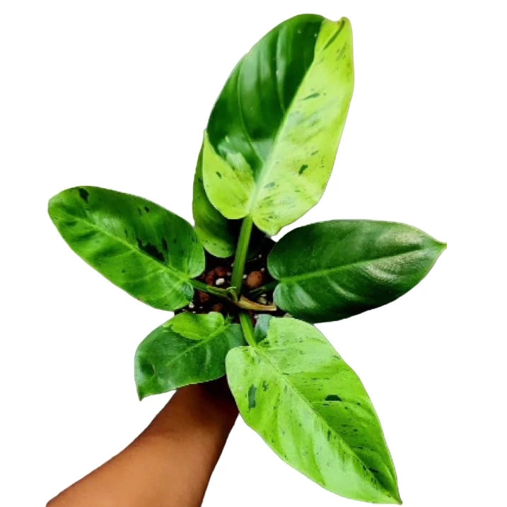 Philodendron Ruaysap Marble Variegated- Rare