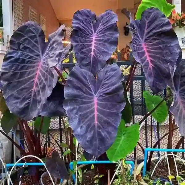 Colocasia Violet Fantasy - Super Rare