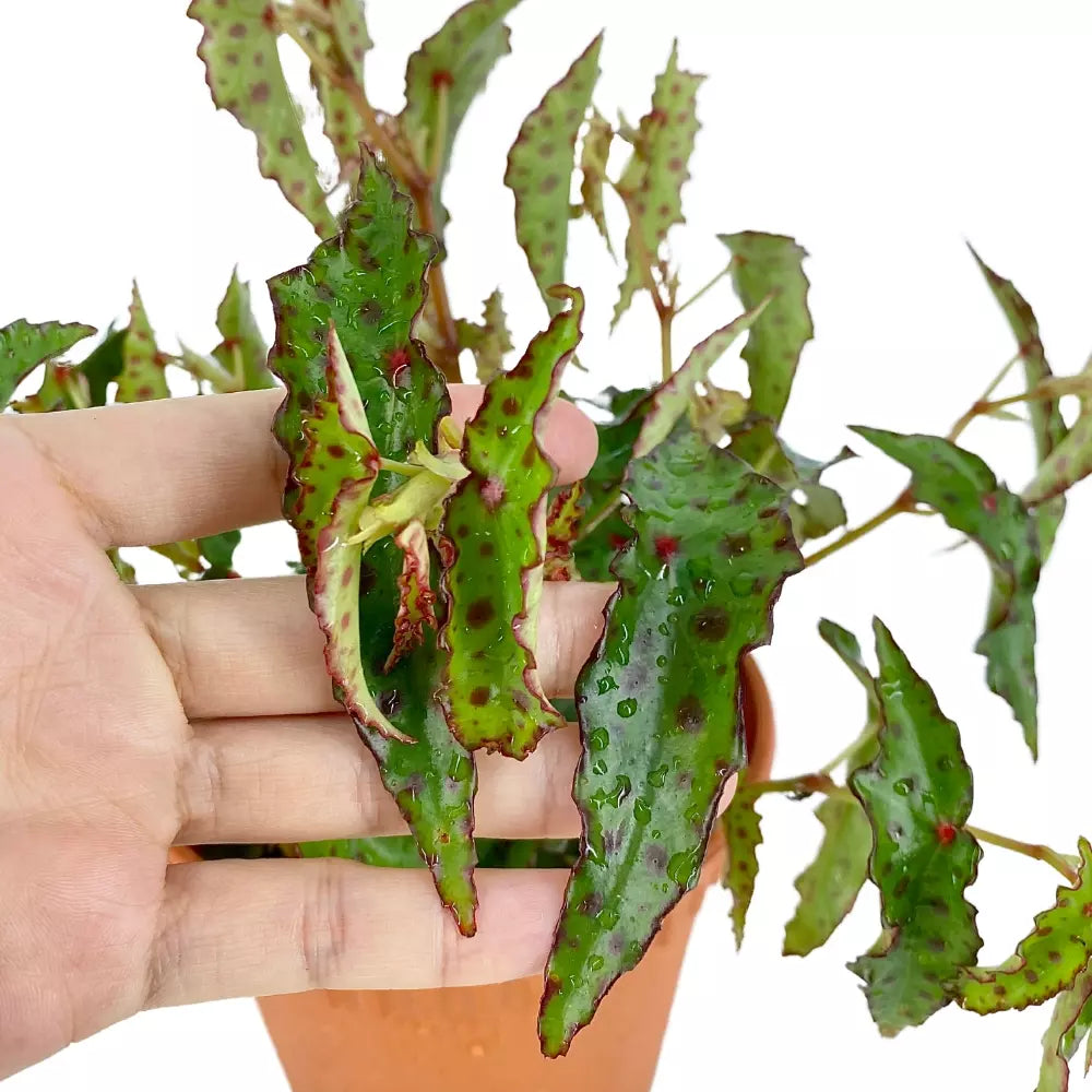 Begonia Amphioxus - Rare plant