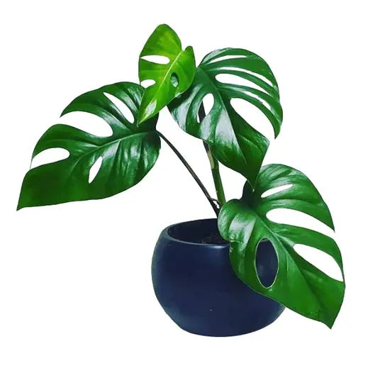 Monstera Rhaphidophora Pertusa