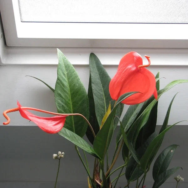 Anthurium Scherzerianum Red - Rare