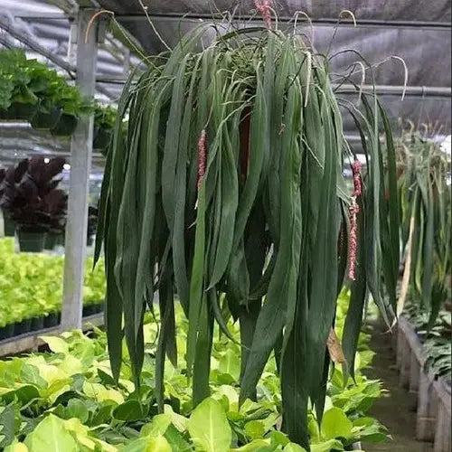 Anthurium Vittarifolium- Rare Plant