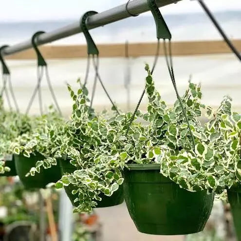 Ficus Pumila Variegated, Creeping Fig Variegated