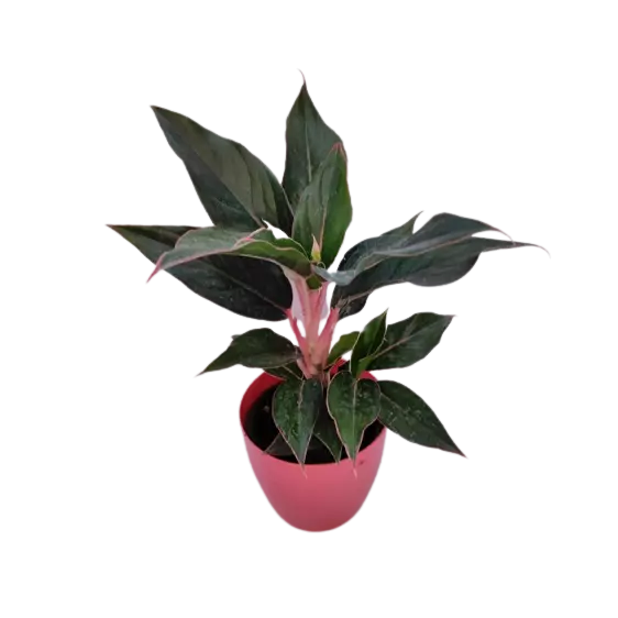Aglaonema ‘Black Lipstick’