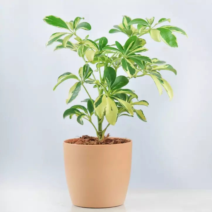 Umbrella / Schefflera Variegated Plant