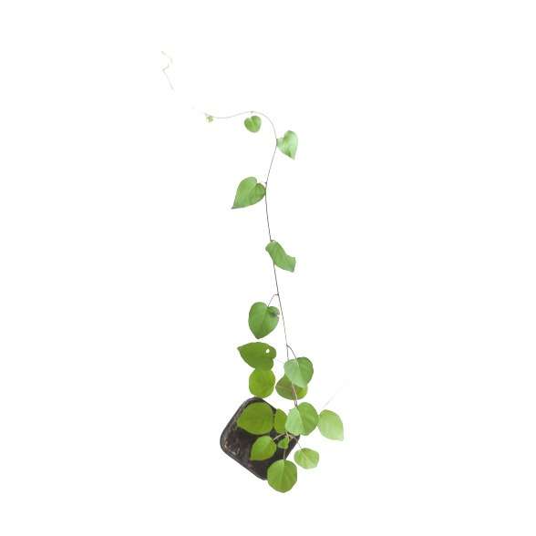 Sky Blue Cluster vine | Jacquemontia Pentanthos plant