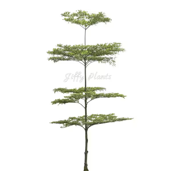 Terminalia Mantaly, Madagascar Almond- Live Plant