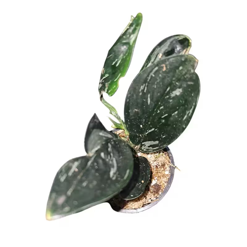 Scindapsus Treubii Dark Form Variegated - Super Rare