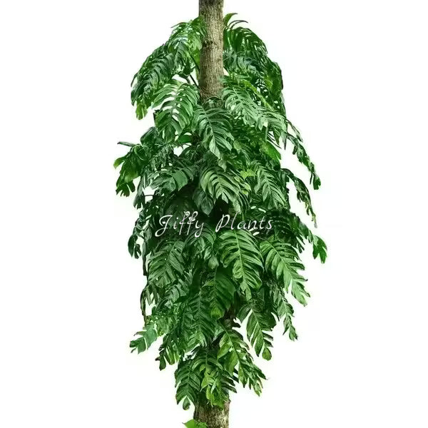 Epipremnum Pinnatum, Dragon Tail Monstera Plant