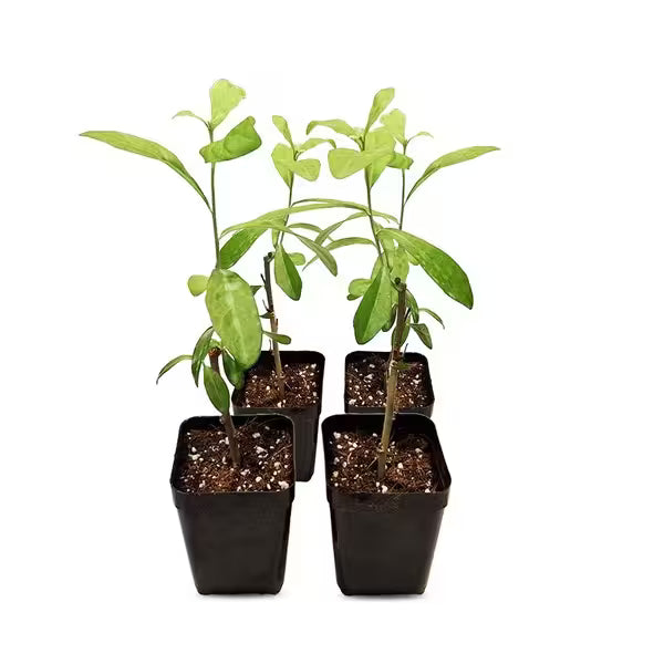 Curtain Creeper + Variegated Curtain Creeper - Combo