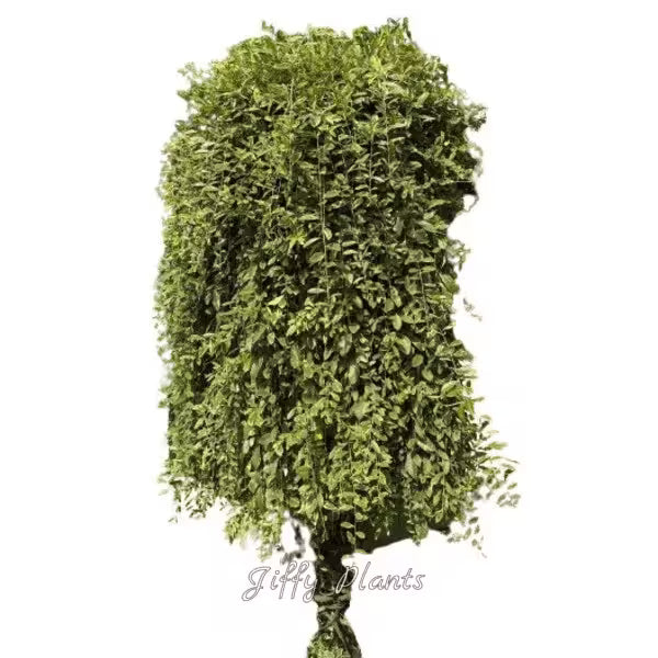 Variegated Curtain Creeper, Parda Bel Variegated, Vernonia Creeper Variegated - Very Rare