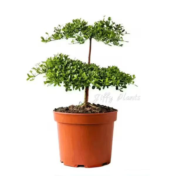 Terminalia Mantaly, Madagascar Almond- Live Plant