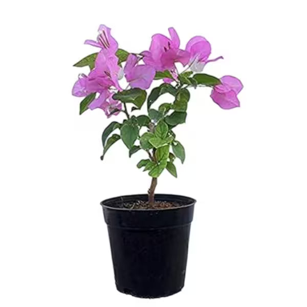 Bougainvillea spectabilis 'Rijnstar Lilac' purple
