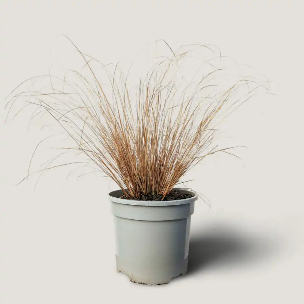 CAREX – BRONCO (GRASS) - Rare