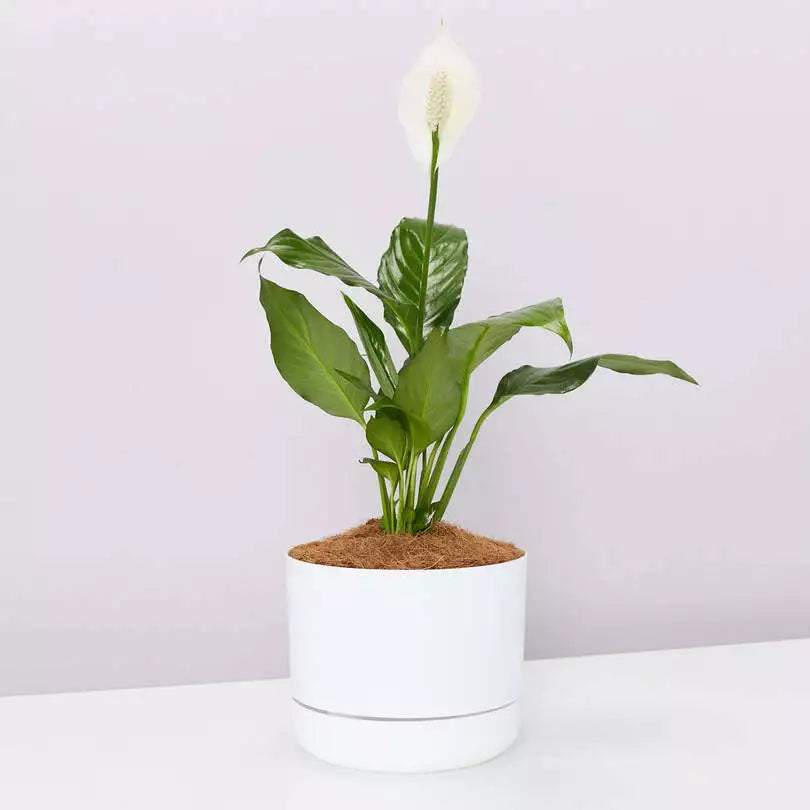 Peace Lily, Spathiphyllum Plant
