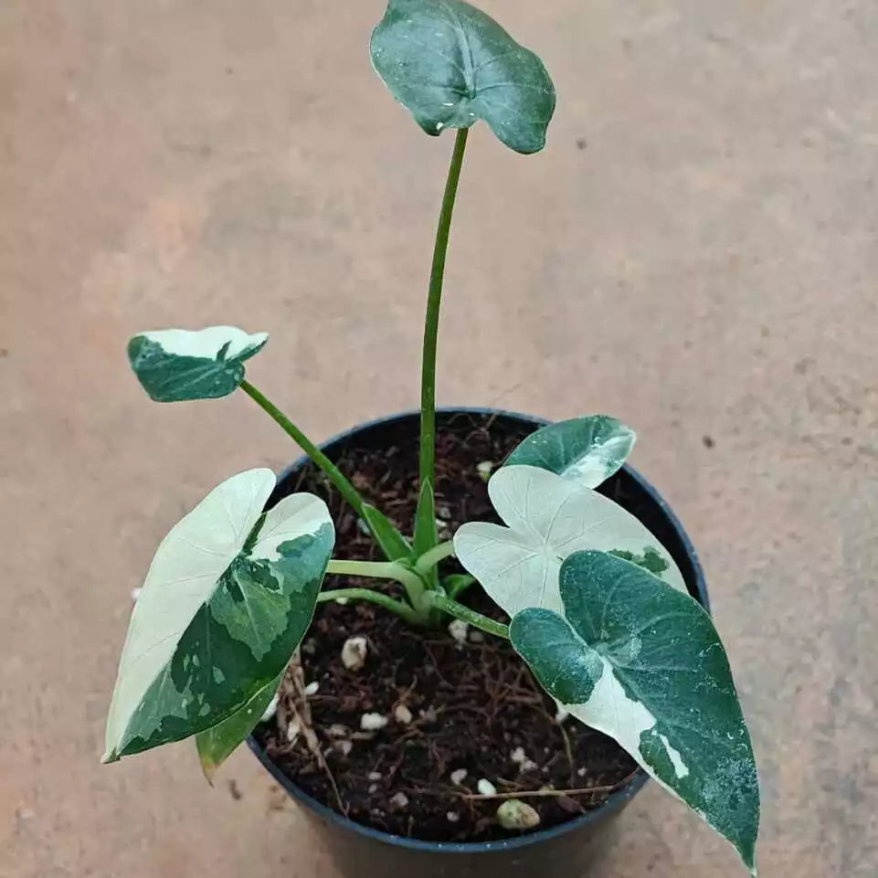 Variegated Alocasia Odora Okinawa Silver - Rare