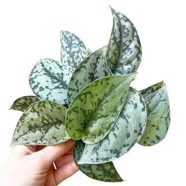 Scindapsus 'Silver Lady' - Rare