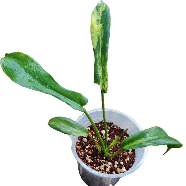 Philodendron Joepii Variegated - Super Rare
