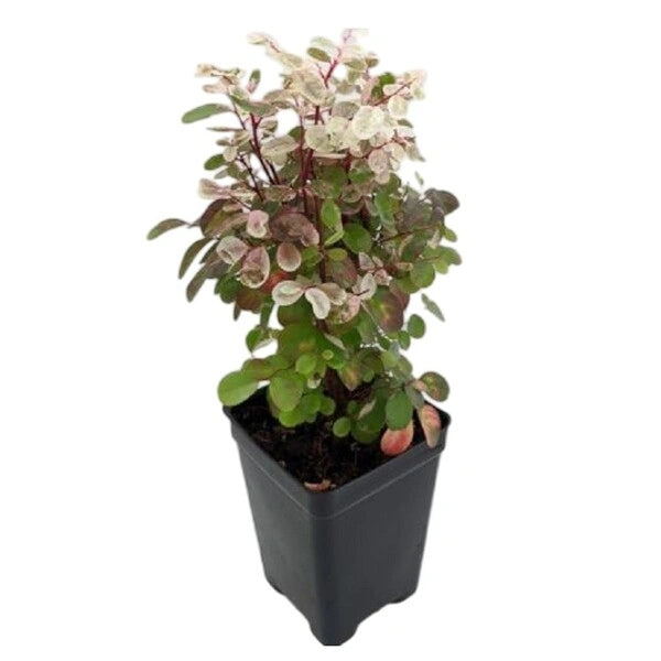 Breynia Disticha, Snow bush