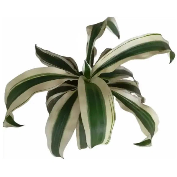 dracaena victoria white Dracaena Fragrans 'Victoria White' – Foliages.in