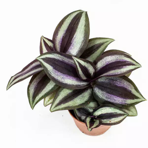 Wandering Jew Plant
